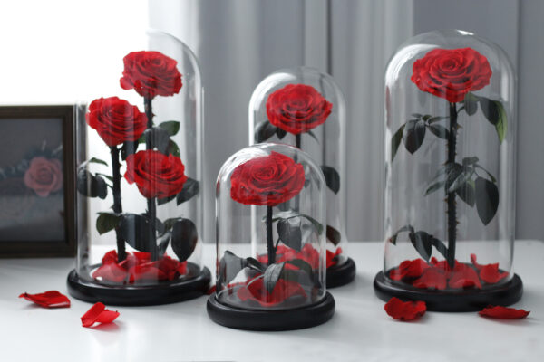 Rose in glass dome