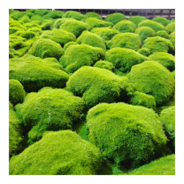 Artificial Moss