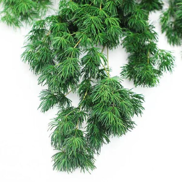 Asparagus Mgriocladus/Penglai Pine