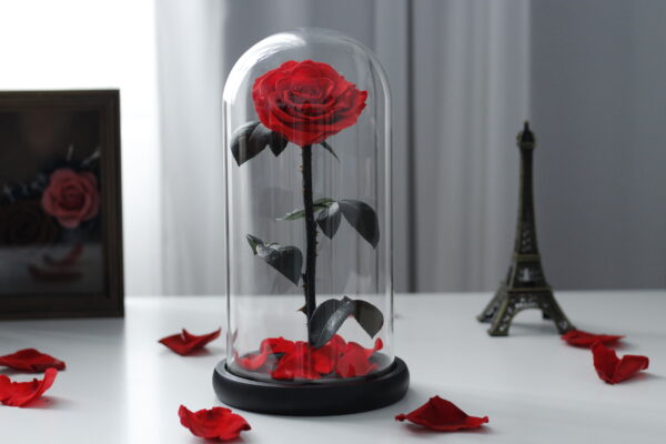 Rose in glass dome