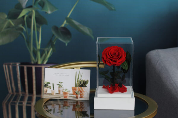 Rose in Square Acrylic Box
