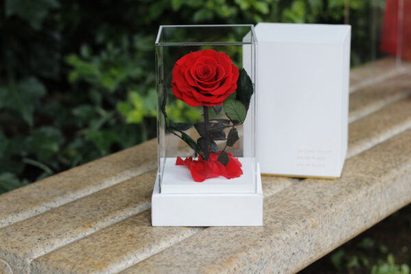 Rose in Square Acrylic Box