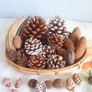 Pine-cone