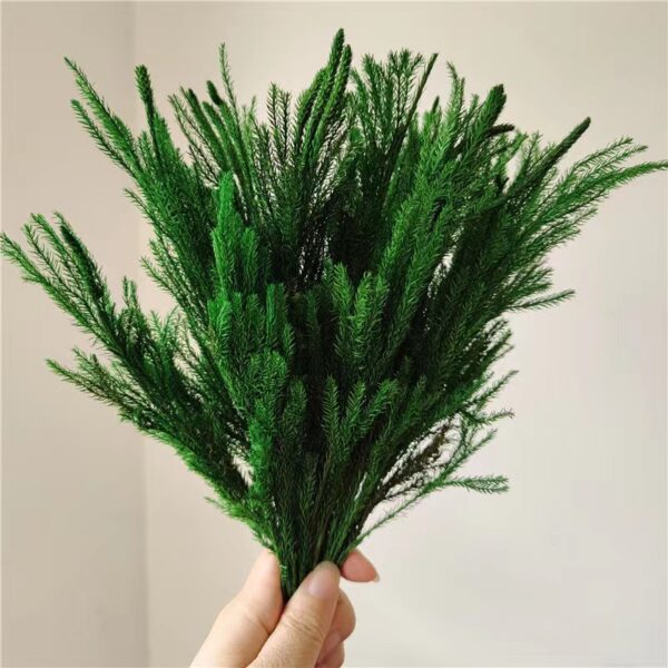 Stone Pine/Lycopodium Clavatum