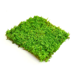 Preserved flat moss