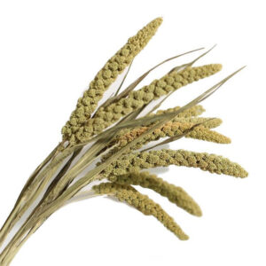 Millet Flower