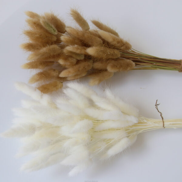 dried flower Bunny tail grass