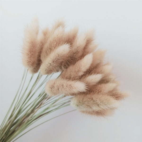 dried flower Bunny tail grass
