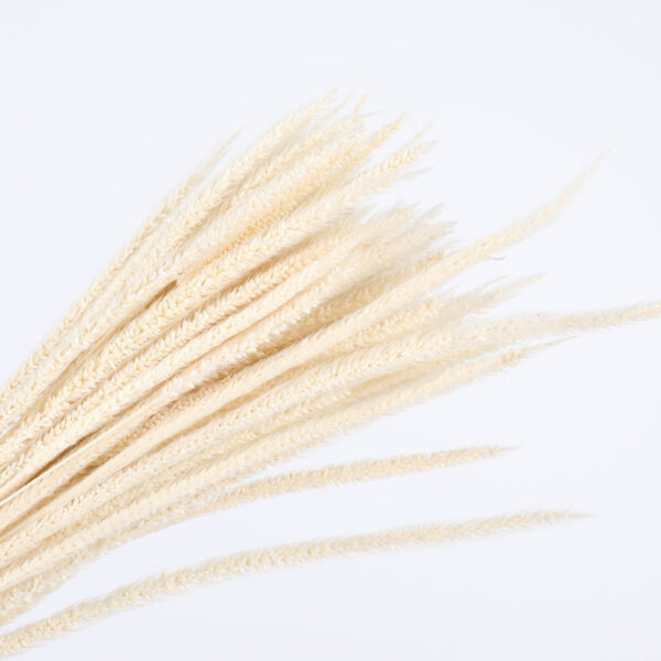 dried-flower-Goldenrod