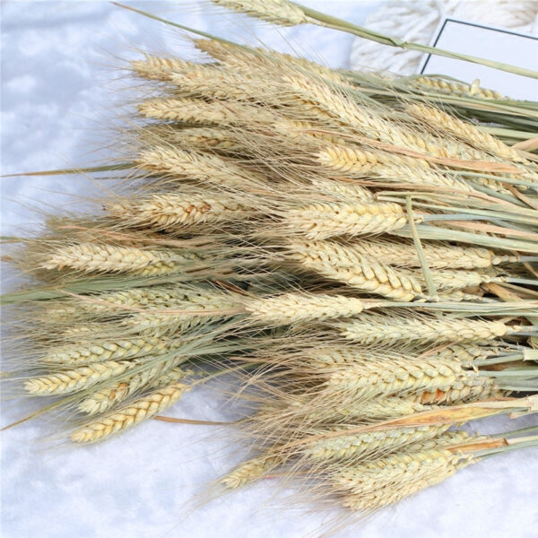 dried flower wheat
