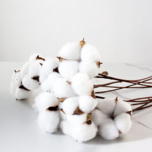 dried flower cotton