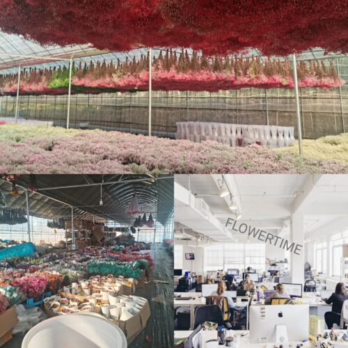 dried flower factory (30)