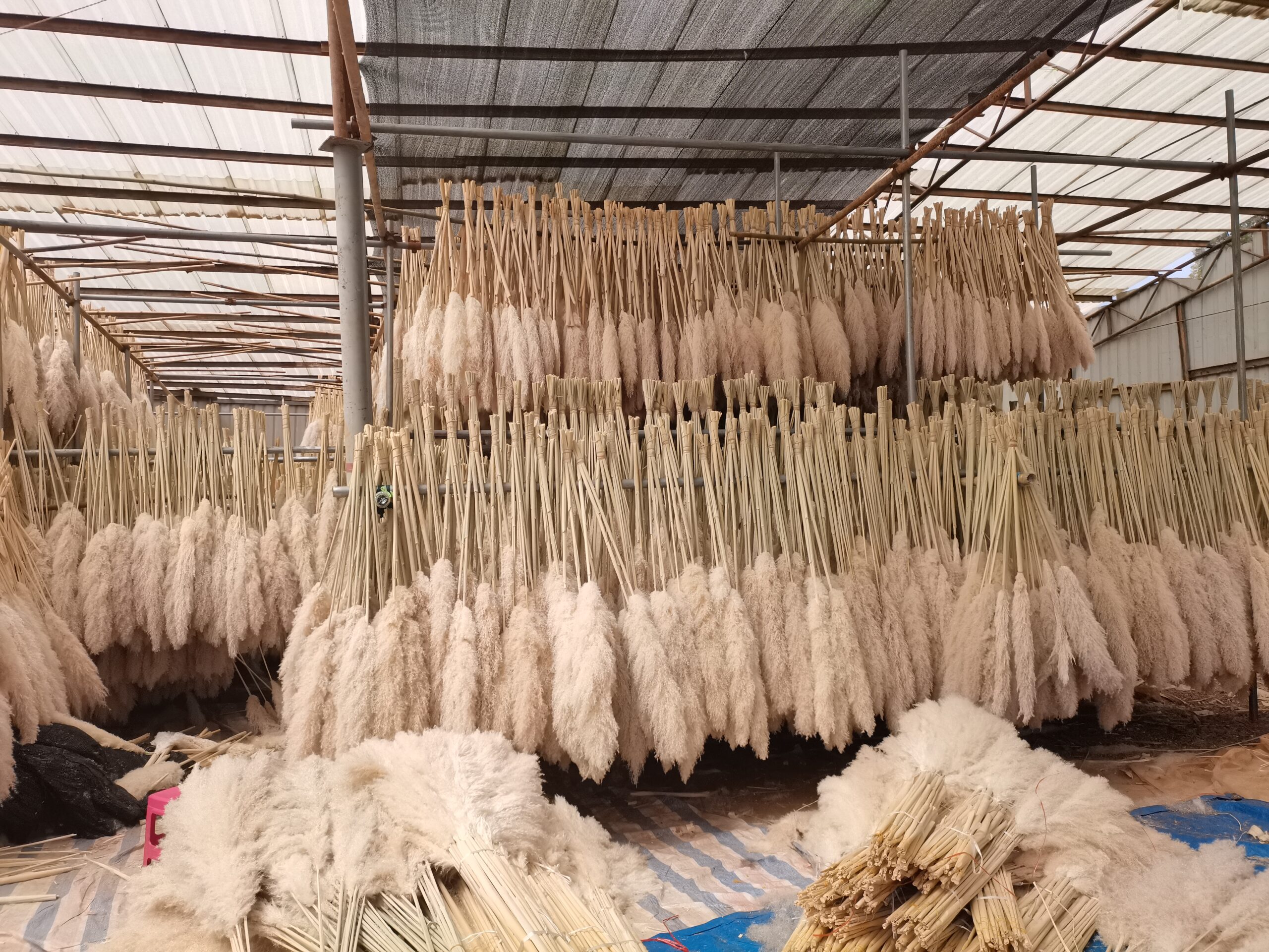 Dried pampas factory