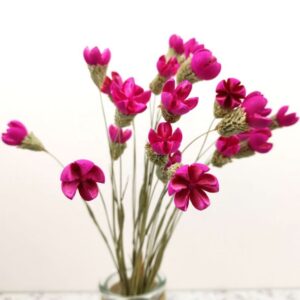 dried flower happy fruit