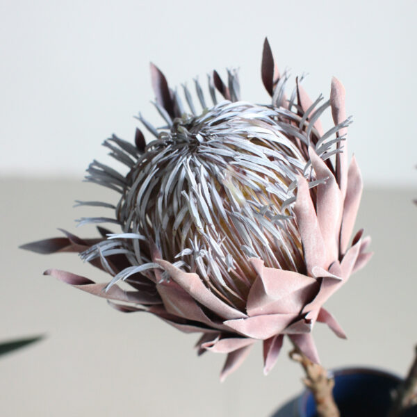 dried flower king protea