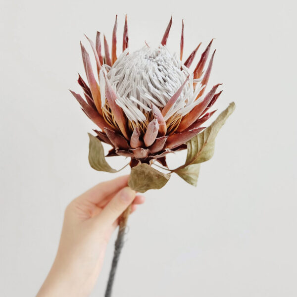 dried flower king protea