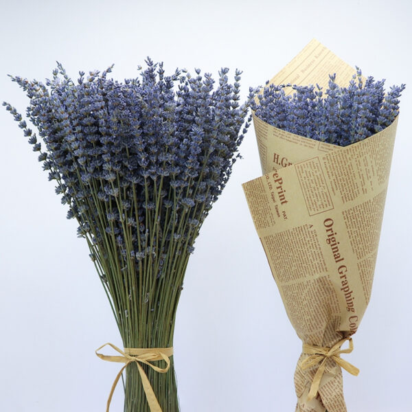 dried flower lavender