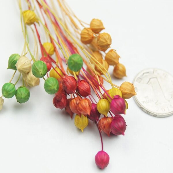 Jequirity/ Rich Beans/ Acacia Bean/ Jumble-beads