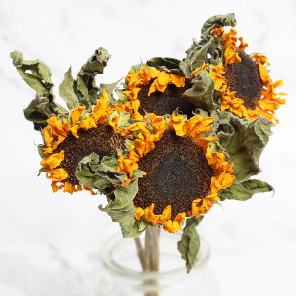 Dried sunflower
